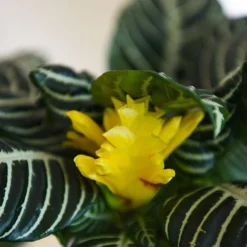 Aphelandra Squarrosa -Plants Sales Store APHE SQUARROSA T41684