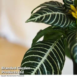 Aphelandra Squarrosa -Plants Sales Store APHE SQUARROSA T41685