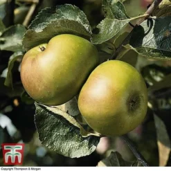 Apple 'Bramley's Seedling' -Plants Sales Store APPL CWW3229 B