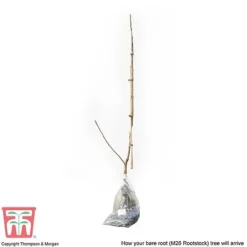 Apple 'Bramley's Seedling' -Plants Sales Store APPL CWW3229 C