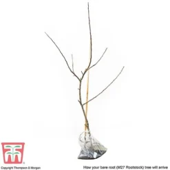 Apple 'Bramley's Seedling' -Plants Sales Store APPL CWW3229 D