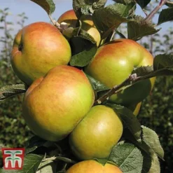 Apple 'Bramley's Seedling' -Plants Sales Store APPL CWW3229 E