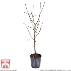 Apple 'Bramley's Seedling' -Plants Sales Store APPL CWW3229 F