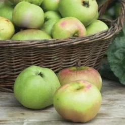 Apple 'Bramley's Seedling' -Plants Sales Store APPL CWW3229 NOW1