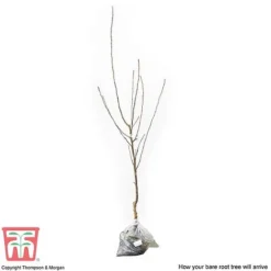 Apple 'Cox's Orange Pippin' -Plants Sales Store APPL CWW3231 C