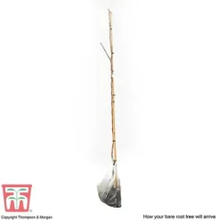 Crab Apple 'Red Sentinel' -Plants Sales Store APPL CWW3254 C