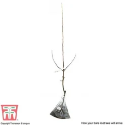 Crab Apple 'John Downie' -Plants Sales Store APPL CWW3373 C