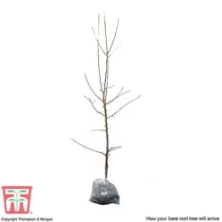 Apple 'Red Falstaff' -Plants Sales Store APPL DWW3657 D