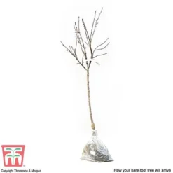 Apple 'Family Apple Tree' -Plants Sales Store APPL DWW3680 D