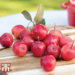 Apple 'Appletini' -Plants Sales Store APPL KA9401 C