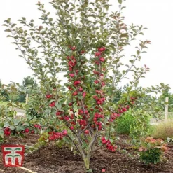 Apple 'Appletini' -Plants Sales Store APPL KA9401 D