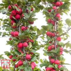 Apple 'Appletini' -Plants Sales Store APPL KA9401 E