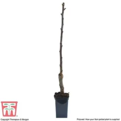 Apple 'Gala' (Mini Fruit Tree) -Plants Sales Store APPL T10394 C