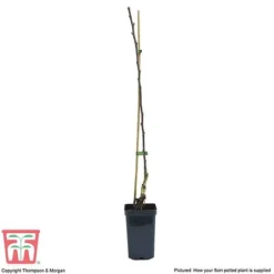 Apple 'Golden Delicious' (Mini Fruit Tree) -Plants Sales Store APPL T10395 B