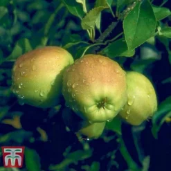 Apple 'Golden Delicious' (Mini Fruit Tree) -Plants Sales Store APPL T10395 D