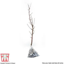 Apple 'James Grieve' -Plants Sales Store APPL T14131 D