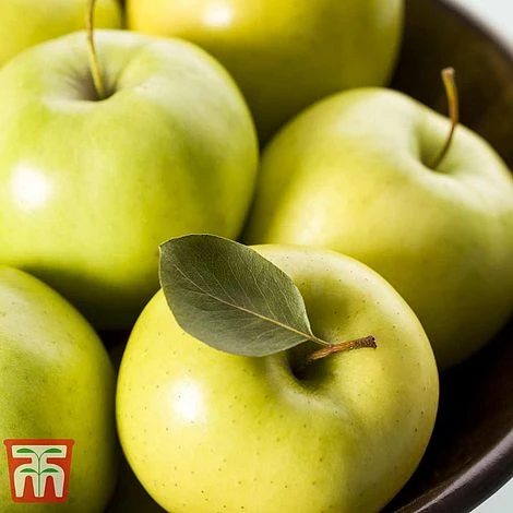 Apple 'Golden Delicious' 1 Apple 'Golden Delicious'