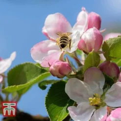 Apple 'Blenheim Orange' -Plants Sales Store APPL TKA1817 D