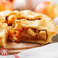 Apple 'Blenheim Orange' -Plants Sales Store APPL TKA1817 E