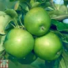 Apple 'Granny Smith'
