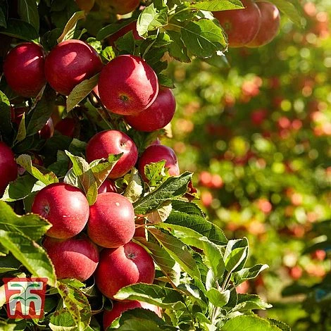 Apple 'Paradice Gold' 1 Apple 'Paradice Gold'