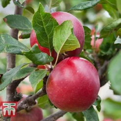 Apple 'Red Devil' 7 Apple 'Red Devil' -Plants Sales Store APPL TKA1861 B