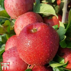 Apple 'Red Windsor'