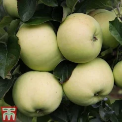 Apple 'Reverend W. Wilks'