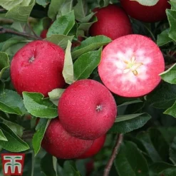 Apple 'Rosette'