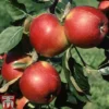 Apple 'Santana'