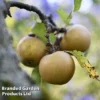 Apple 'Egremont Russet'