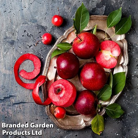 Apple 'Baya Marisa' 1 Apple 'Baya Marisa'