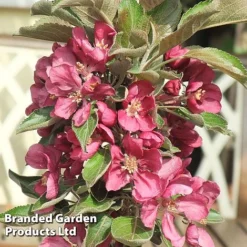 Apple Columnar 'Purple Haze' ® -Plants Sales Store APPL PURPHAZE S36867