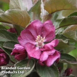 Apple Columnar 'Purple Haze' ® -Plants Sales Store APPL PURPHAZE S36869