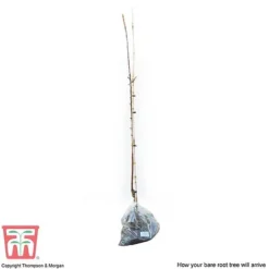 Apple 'Spartan' -Plants Sales Store APPl T71127 D