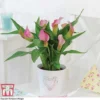 Arum Lily (Pink) (House Plant)