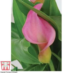 Arum Lily (Pink) (House Plant) -Plants Sales Store ARUM TKA2961 C