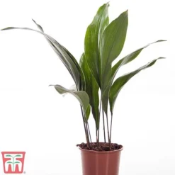 Aspidistra Elatior -Plants Sales Store ASPI TKA2850 A