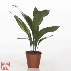 Aspidistra Elatior -Plants Sales Store ASPI TKA2850 B