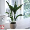 Aspidistra Elatior