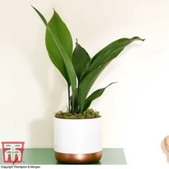 Aspidistra Elatior -Plants Sales Store ASPI TKA2850 G