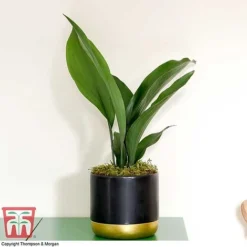 Aspidistra Elatior -Plants Sales Store ASPI TKA2850 H