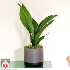 Aspidistra Elatior -Plants Sales Store ASPI TKA2850 J