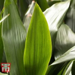 Aspidistra Elatior -Plants Sales Store ASPI TKA2850 L