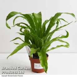 Asplenium Antiquum -Plants Sales Store ASPL ANTIQ11CM T47370
