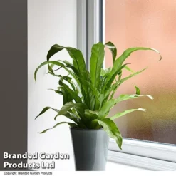 Asplenium Antiquum -Plants Sales Store ASPL ANTIQUUM T47376