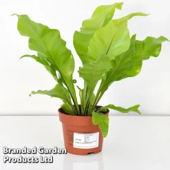 Asplenium Nidus -Plants Sales Store ASPL NIDUS12CM T44485