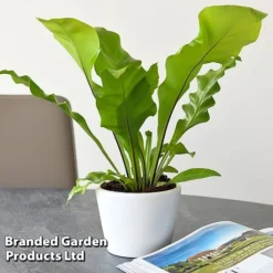 Asplenium Nidus -Plants Sales Store ASPL NIDUS T44490