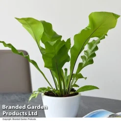 De-humidifying House Plant Collection -Plants Sales Store ASPL NIDUS T44491