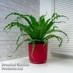 Asplenium Antiquum 'Osaka' -Plants Sales Store ASPL OSAKA WKF1159